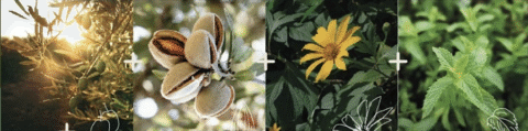 aceite esenciales ingredientes auvie